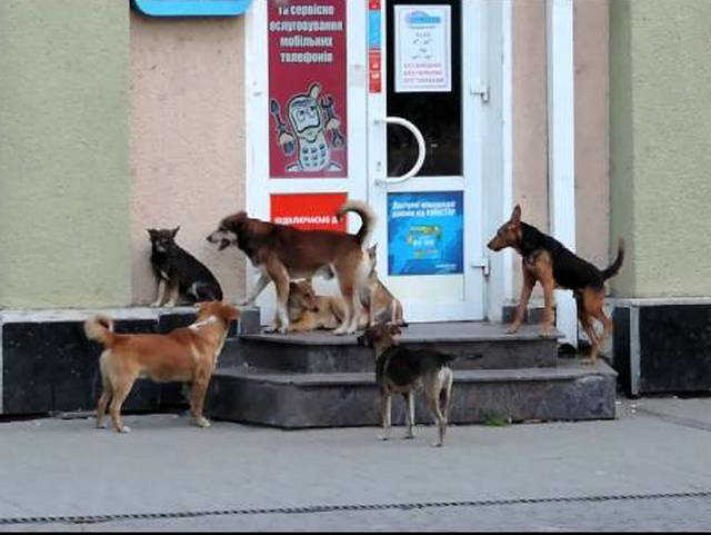 koborkutya beregszasz