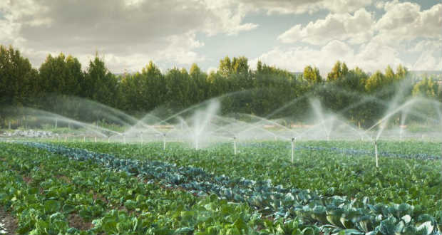 Öntözés nélkül nincs hatékony zöldségtermesztés II.