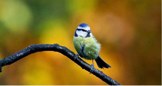 Ezért kopogtat a cinege az ablakon