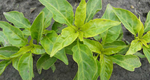 A paprika barnapenészes betegsége