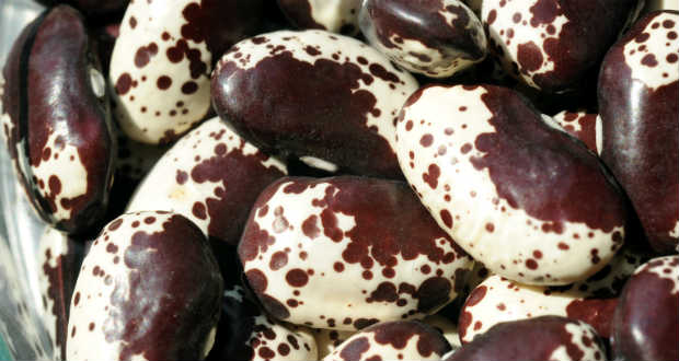 Klímabiztos babfajtákat nemesítettek