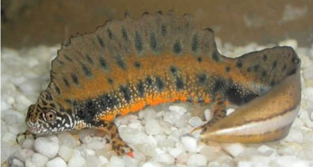 A dunai tarajosgőte az év kétéltűje