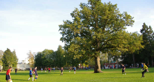 Második lett a magyar platán az Év Fája versenyben