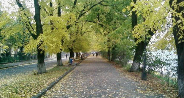 Hosszabb lett az ungvári hársfasor