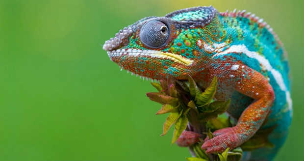 Nanokristályokkal váltanak színt a kaméleonok