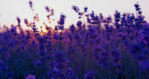 A levendula lett az év gyógynövénye