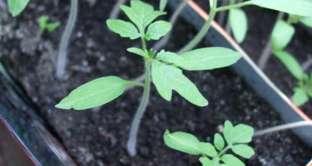 Szálas paradicsompalánta nevelése