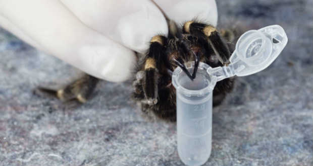 Pókméreg segítheti új fájdalomcsillapítók kifejlesztését