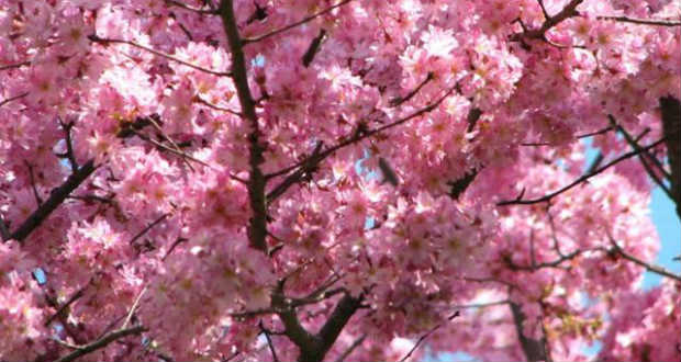 Szakurafesztivál Ungváron