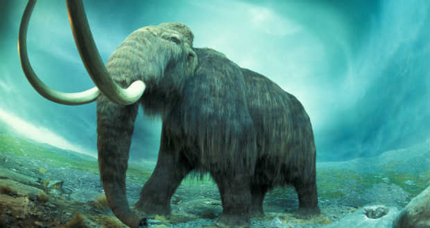 Káros mutációk is hozzájárultak a gyapjas mamutok kihalásához