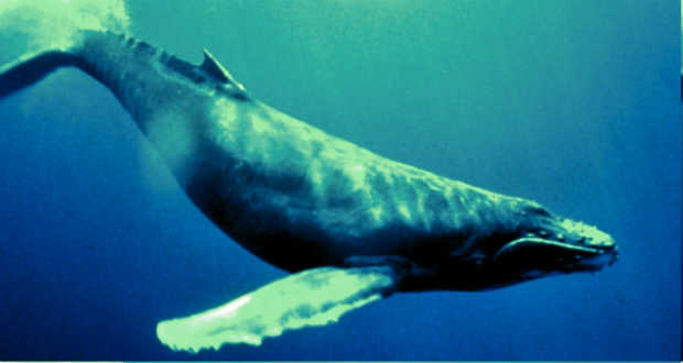 Edzeniük kell a fiatal bálnáknak a mélymerülésekhez