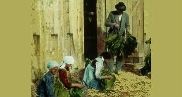 Kárpátalja anno: dohánytermesztők