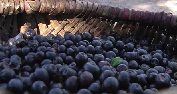 A napi áfonyafogyasztás csökkentheti a szív- és érrendszeri betegségek kockázatát