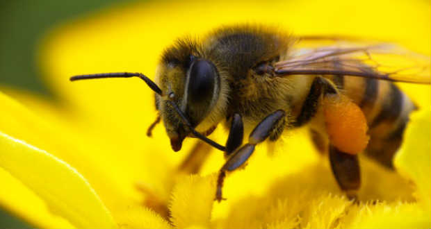 Méhcsípés: mit tegyünk és mit ne?