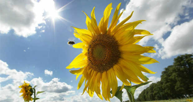 A napfény kevésbé ismert hatásai