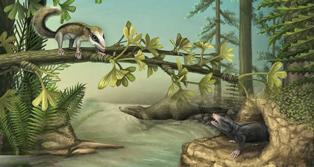 A jura időszakban volt a leggyorsabb az emlősök evolúciója