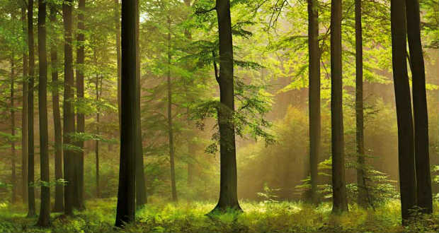 Alultápláltak a fák a légszennyezettség miatt