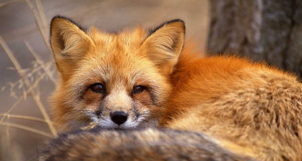 Megállapodott a rókaveszettség-felszámolási program végrehajtásáról az ukrán és a magyar agrártárca