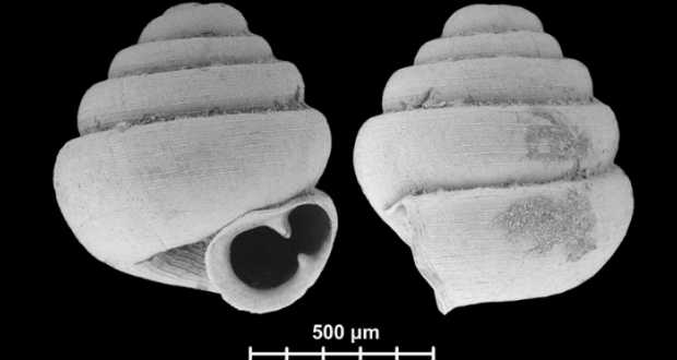 Magyar kutató vezetésével találtak új csigafajokat