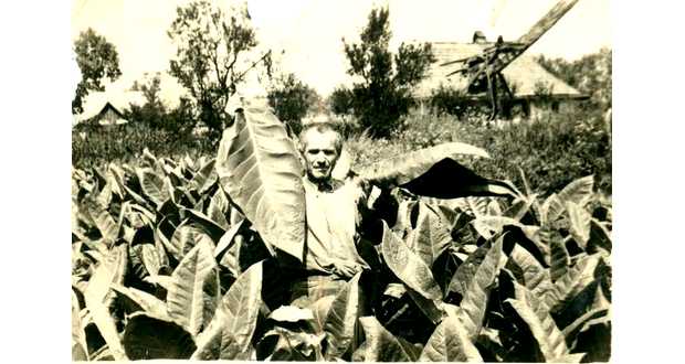 Kárpátalja anno: dohánytörés Karácsfalván