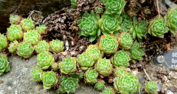 A gyulladásgátló kövirózsa