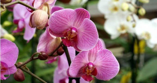 Orchideák gondozása: ne dobjuk ki elvirágzás után a csodás növényt!
