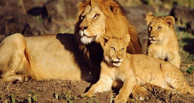 Drámaian csökkent az oroszlánok száma Afrikában