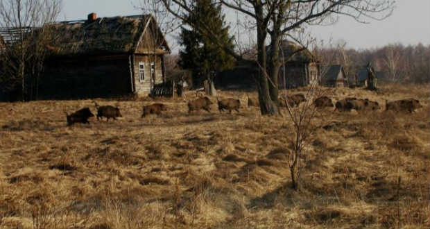 Szaporodnak a vadon élő emlősök Csernobil körzetében