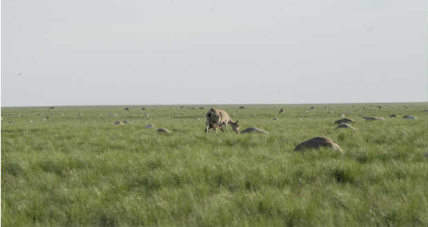 Az orosz űrrakéták miatt hal ki a ritka antilopfajta?