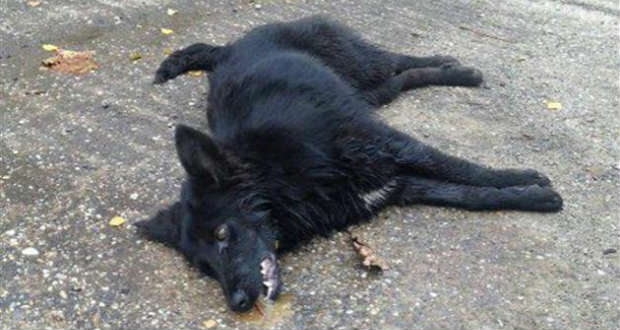 Ismeretlenek kutyákat mérgeznek Ungváron