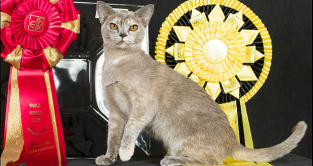 Magyar cica lett a világ legszebbje