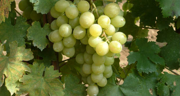 Az ősz – a szőlő telepítésének időszaka IV.