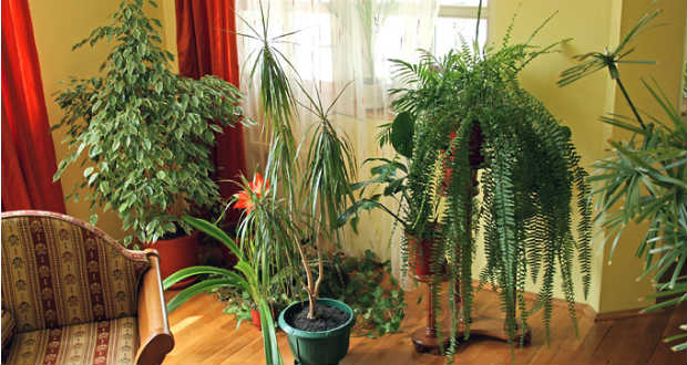 Szobanövények – 5 téli gondozási hiba