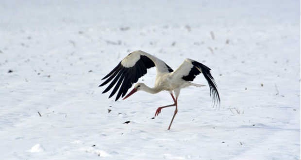 A kitartó Januárnak egyre több társa akad