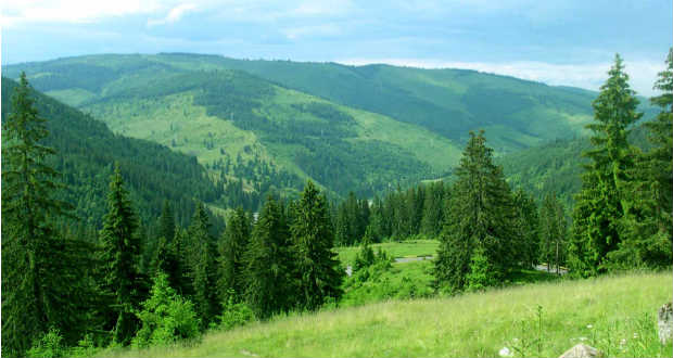 Faültetési program a kárpátaljai magyar családok megsegítéséért