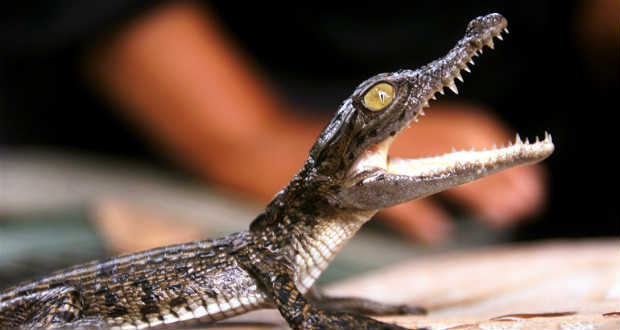 Nem bírják a sós vízi krokodilok a melegedő vizet