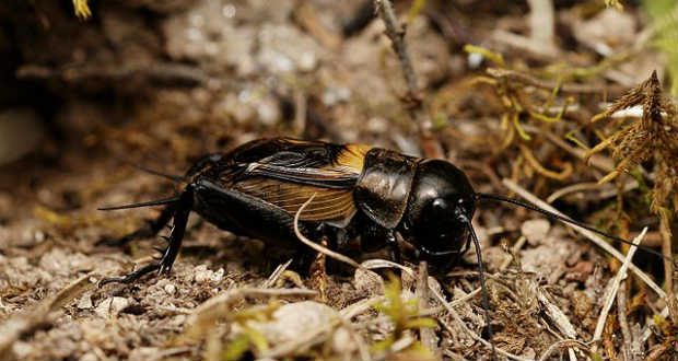 A mezei tücsök lett a 2016 rovara