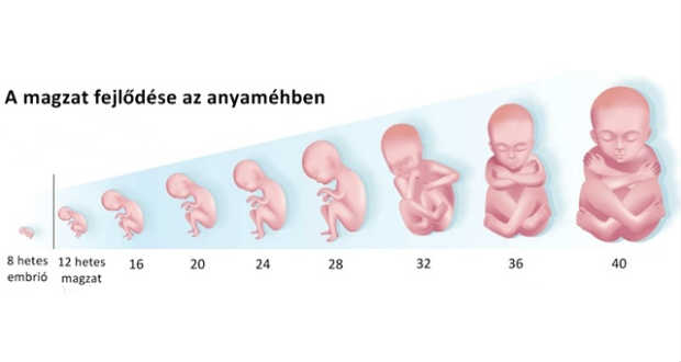 Amikor nem fejlődik tovább az embrió