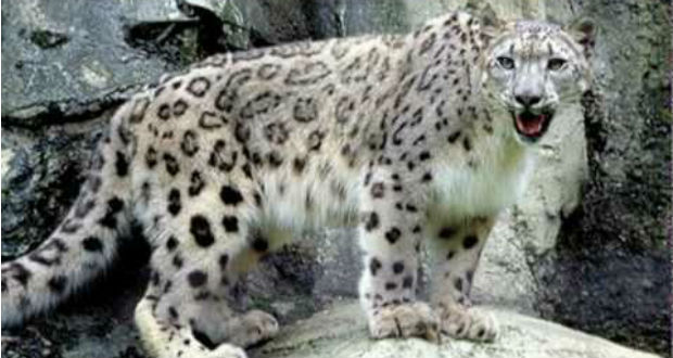 Mentőakciót szerveznek a hópárducok megmaradásáért