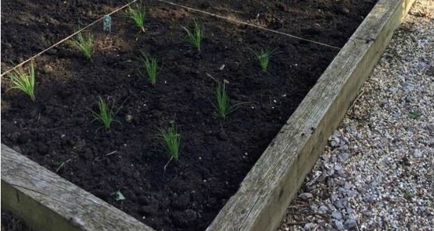 Kerti teendők februárban