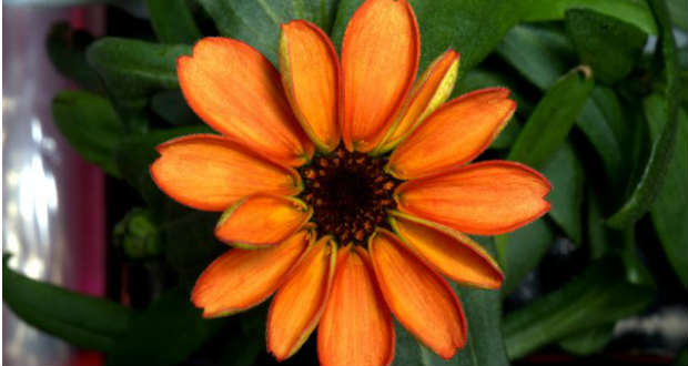 Virág nyílt a világűrben