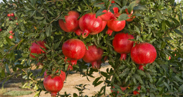 Neveljünk gránátalmát lakásban!