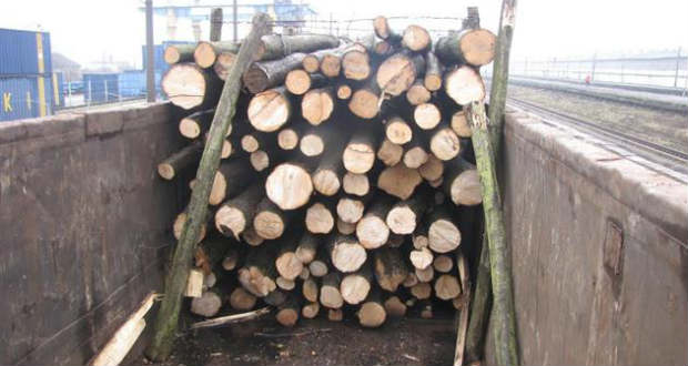 Illegálisan szállított fát foglaltak le a határon