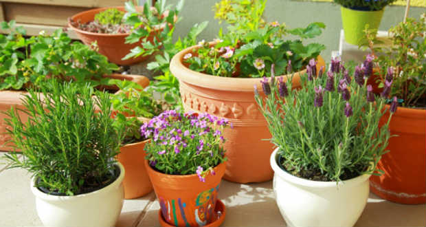 Ezekre a dolgokra kell odafigyelni virágnevelés során!