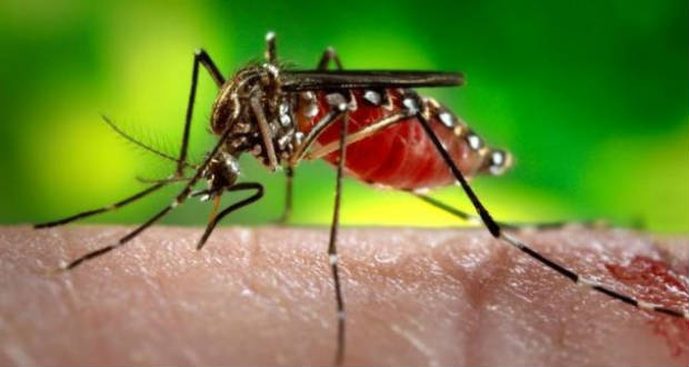 Közép-Amerikában szükségállapotot hirdettek a zikaláz miatt