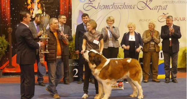 Bernáthegyi kutya lett a nyertes az ungvári kutyakiállításon