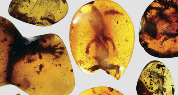 99 millió éves gyíkokat találtak borostyánban