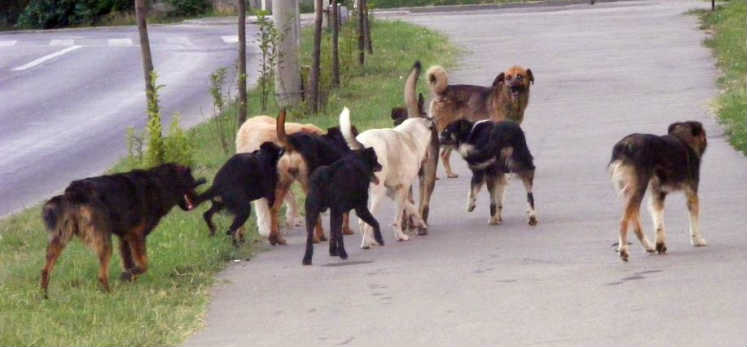 Kóbor kutyákat mérgeznek Ungváron