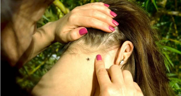 Fokozottan figyeljünk a kullancscsípésre