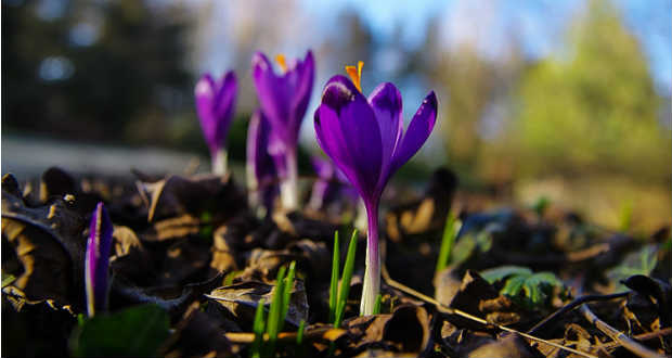 Megkezdődött a Kankalin-akció Kárpátalján